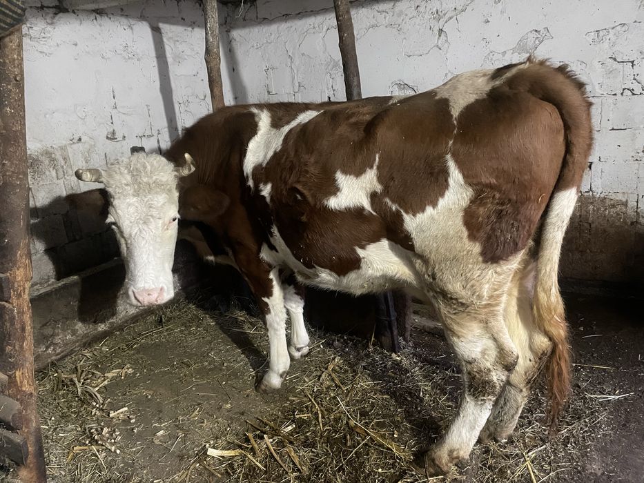 Vaca gestanta in 7 luni, 7 ani are, inca se mulge