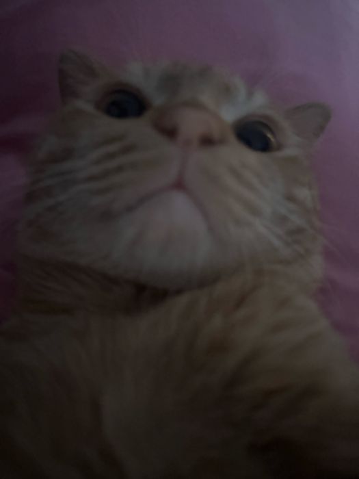 Отдам хорошие руки