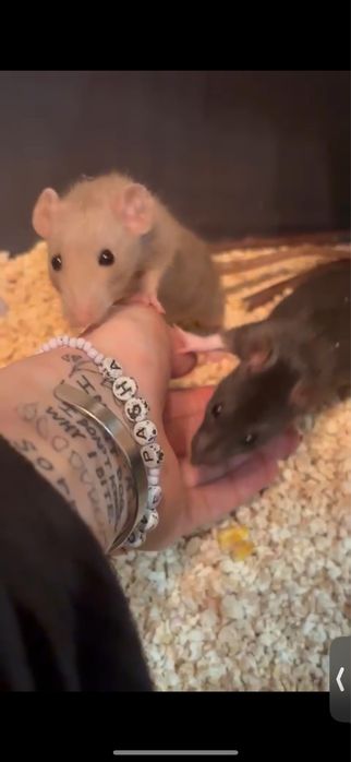 Две крысы и клетка