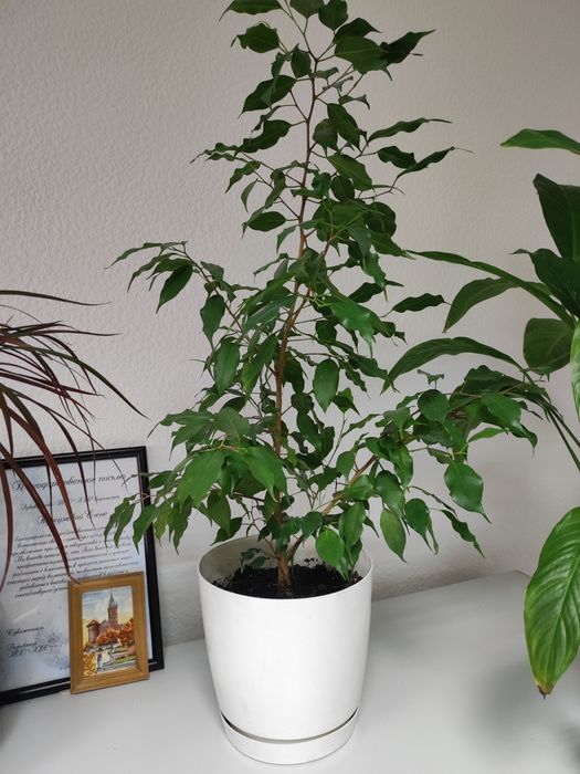 Продам фикус в горшке