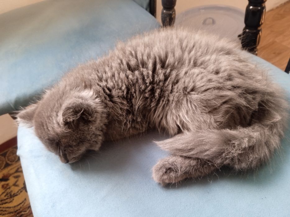 Котенок, длинношерстная