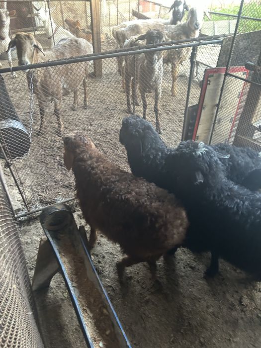 Қозылар сатылады