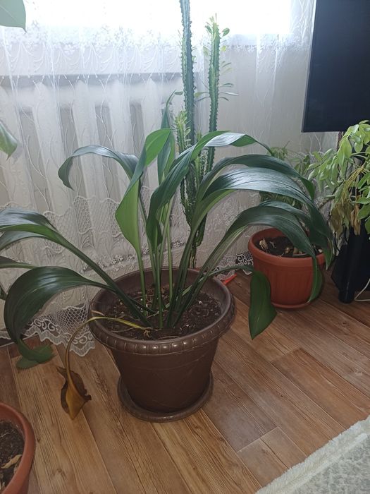 Үи гүлдері сатылымда