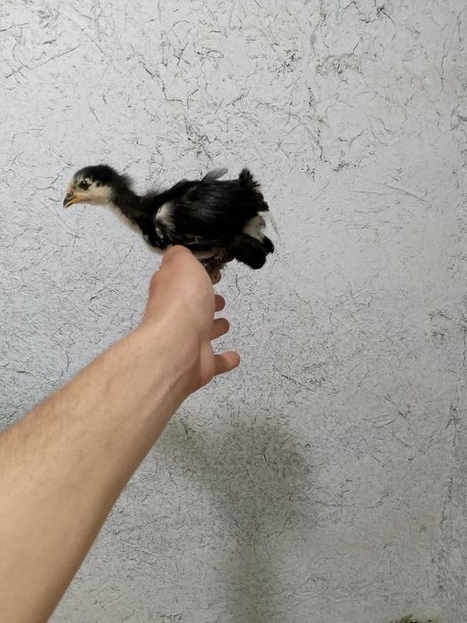 Андижон кора Шахзода жужалар Бир ойлик