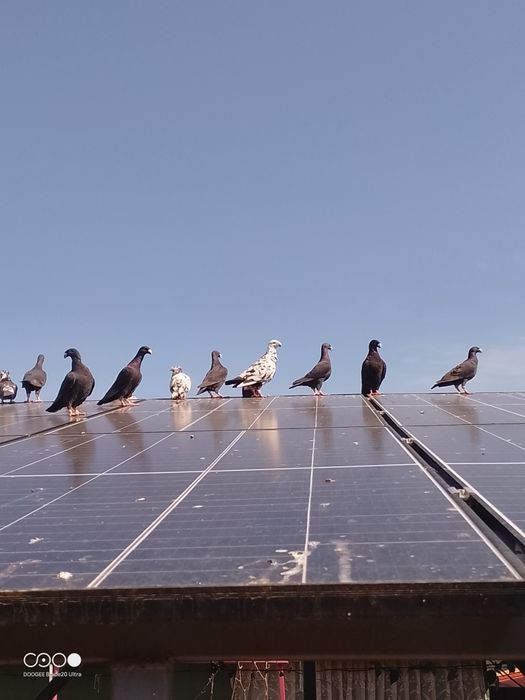 Porumbei voiajori de frumusete