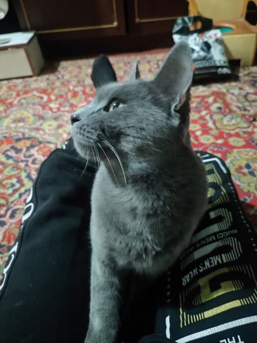 Zotli mushuk sotiladi