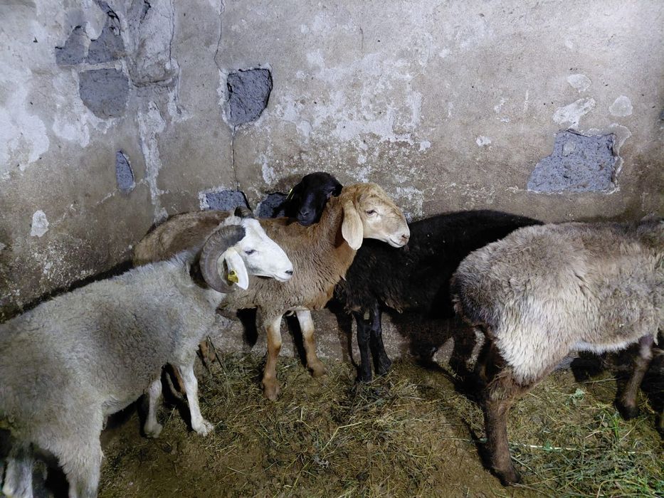 Продам Баранов 41 штук