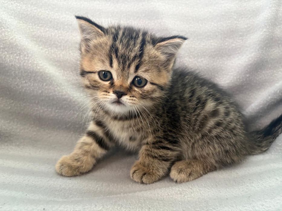 Продам котят британской породы