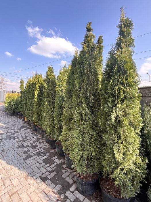 Туя дерево вечнозеленая