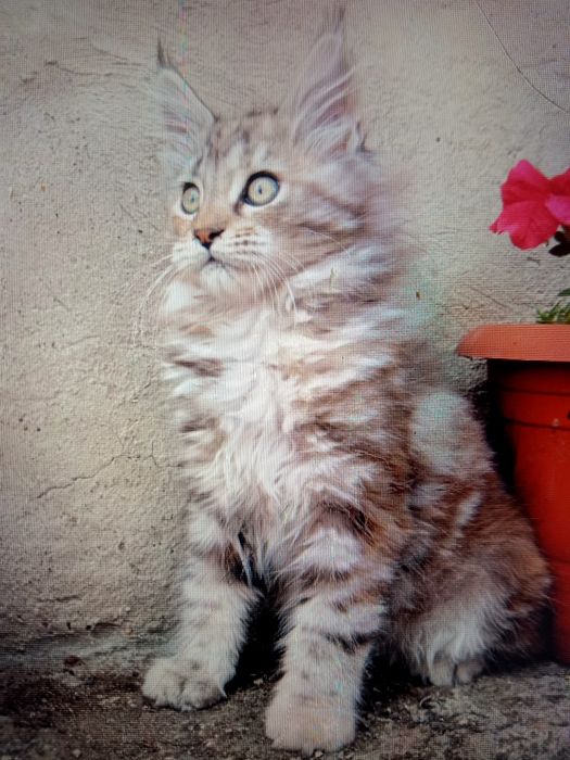 Кошечка Мейн Кун