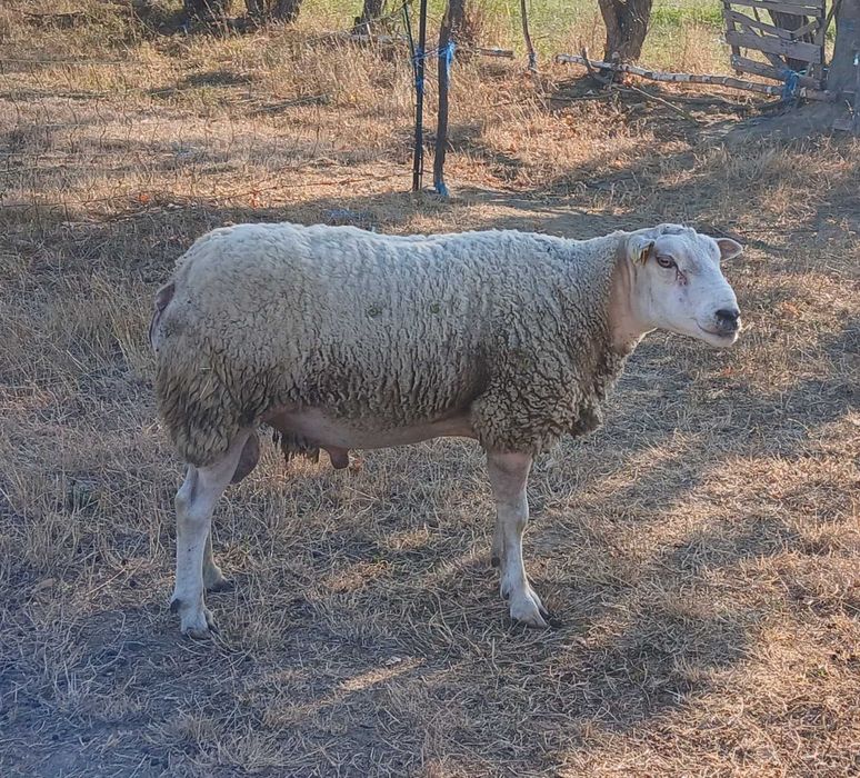Oi de vânzare, Texel și pătată olandeză