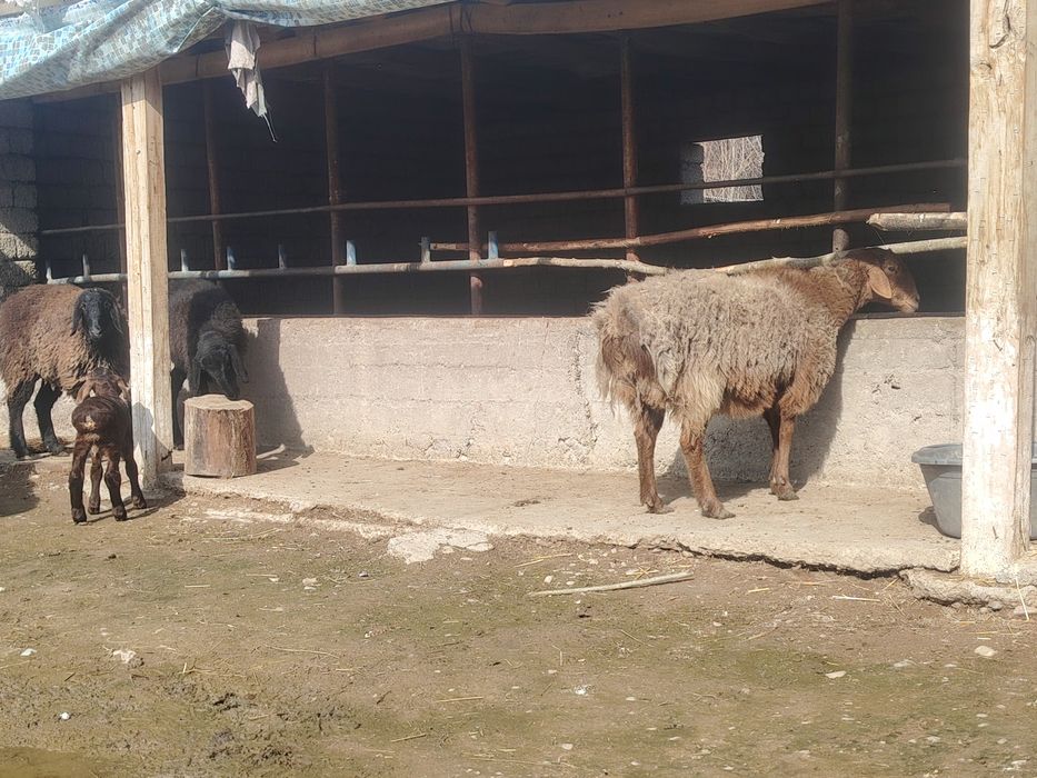 Qo'ylar 10bosh sotlad