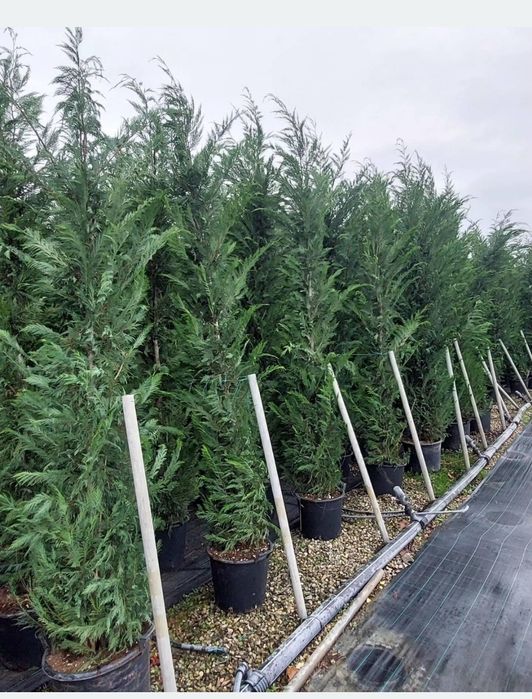 Leylandii chiparos la ghiveci