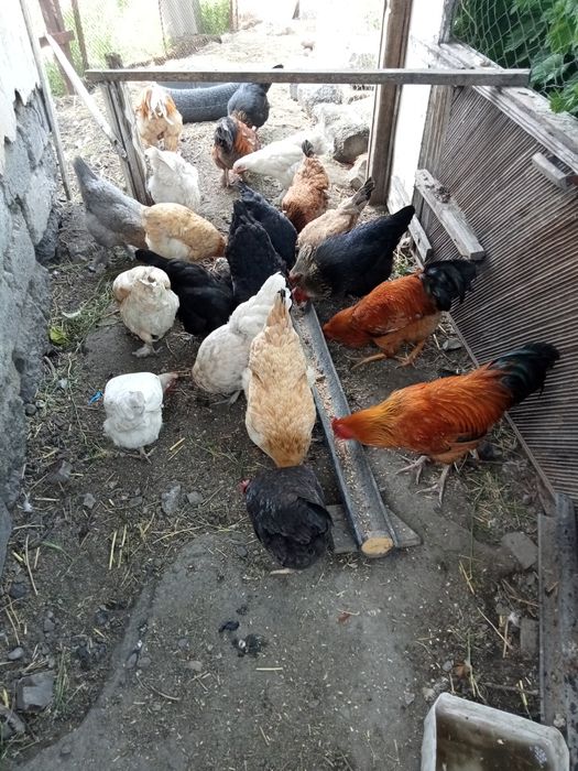 Тауықтар сатылады