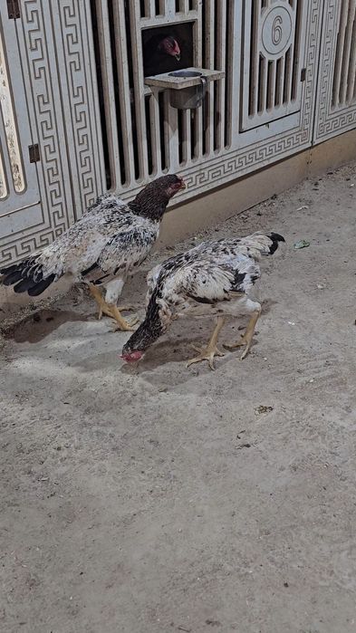 Privaznoy Yapon shamo ataka