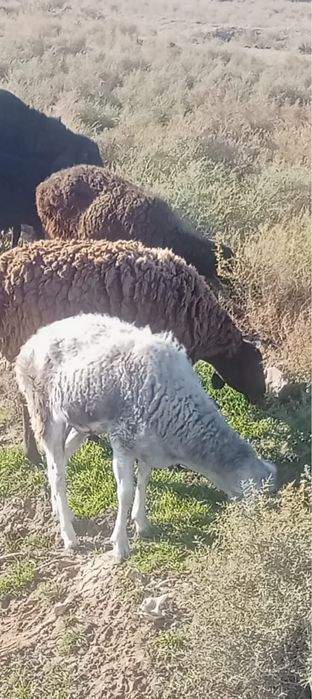 Тұсақ қойлар 3, бір тоқты