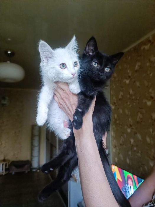 Мальчик и девочка ищут доброго человека!