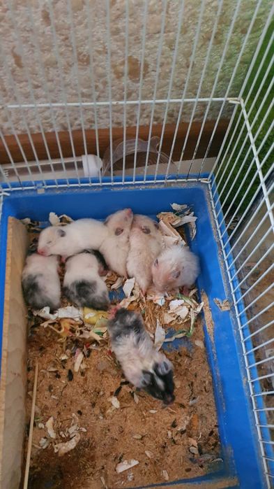 Продам сирийских хомяков