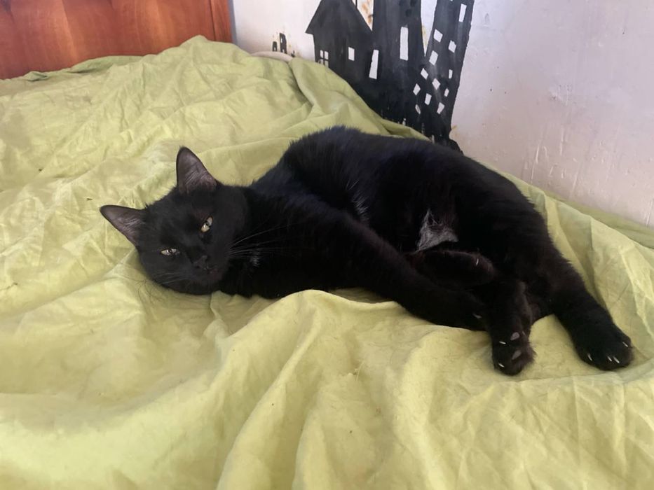 Нуки — диванная королева ищет свой трон!