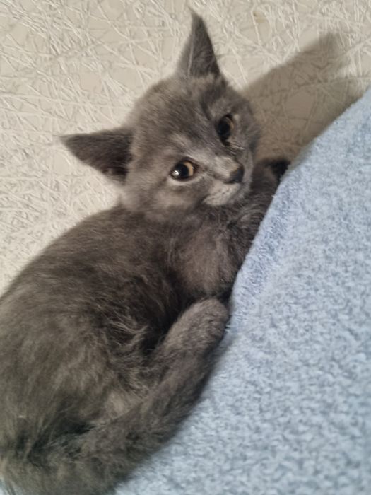 Котёнок в хорошие руки