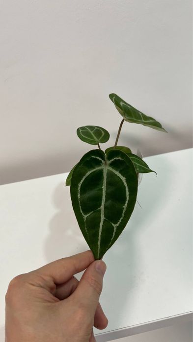 anthurium (red Magnificum Tezula x zara f4) x Luxurians