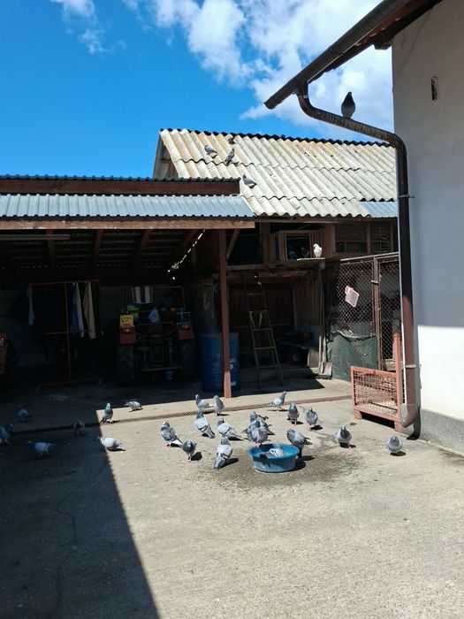 Porumbei  voiajori