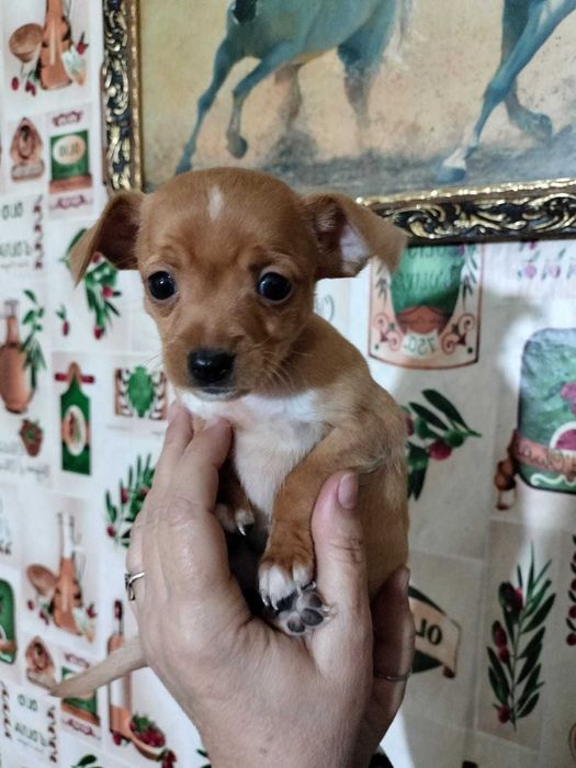 Маленькое счастье ищет дом