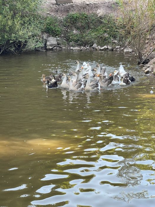 De vanzare Gascani Americane / Africane