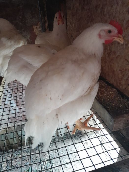 Продам бролерных курей