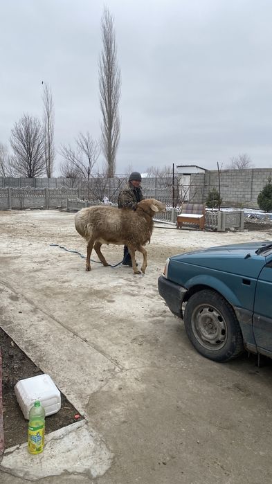 Арашан қошқар ..