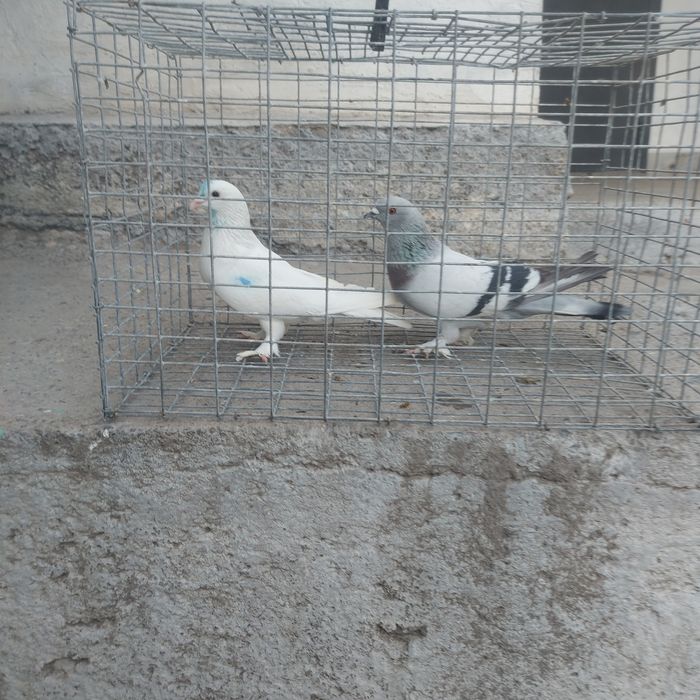 Такла бели касан оба самец лет с игрой