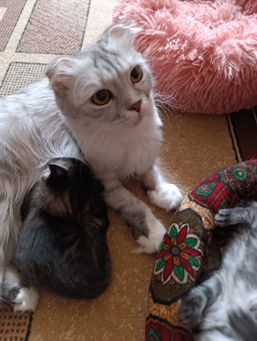 Котята Скотиш фолд