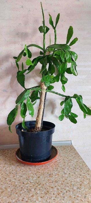 Кактус Бразилиопунция,Опунция