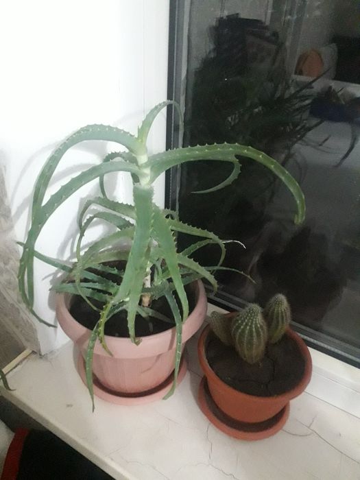 Алоэ столетник .