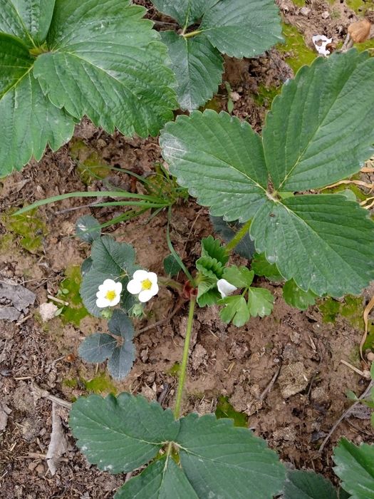 Саженцы клубники, қулупнай кўчатти