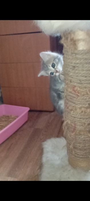 Шотланские Мальчик и девочка 1,2 месяца.