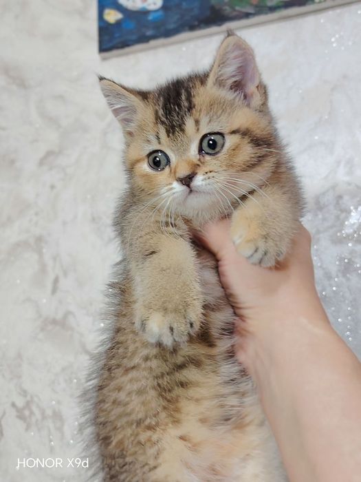 Продаю котят страйтт