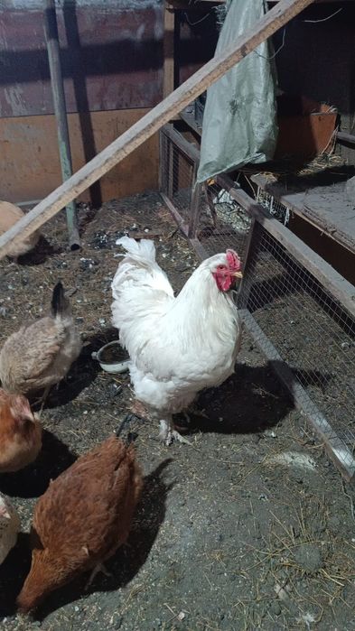 Инкубационные яйцо