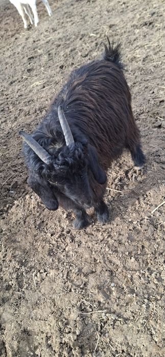 Текелер сатылады