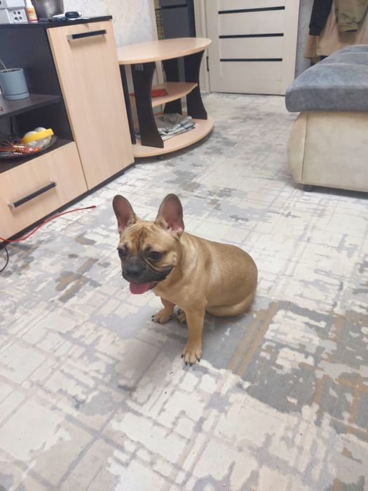 Продам французкого бульдога