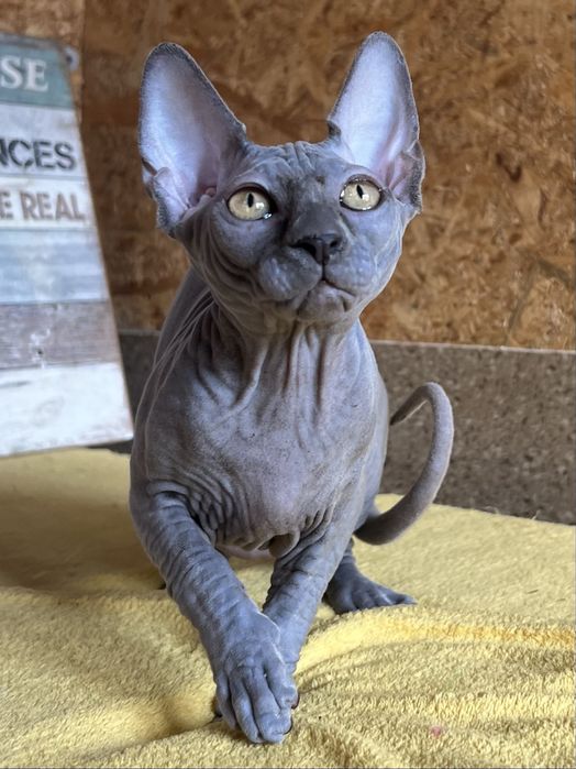 Sphynx Canadian pedigree si teste