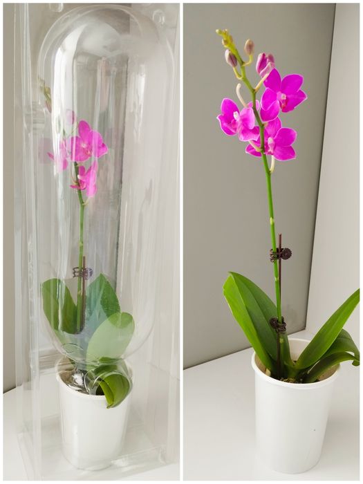 Продам цветущие орхидеи