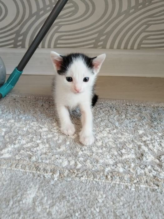 Отдам котят, лоток знают