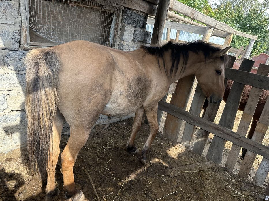 Дөнежін байтал сатылады