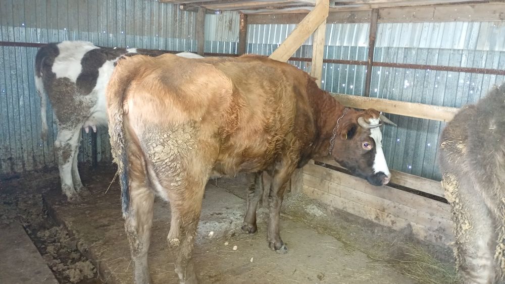 Үш бас сүтті  сиыр сатылады.