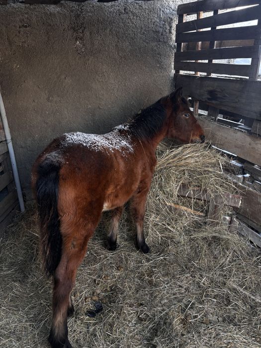 Жабагы Тай сатылады