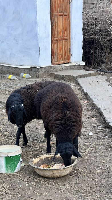 екеуіде тоқты қошқар