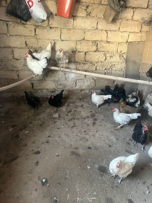 Куры домашние куры