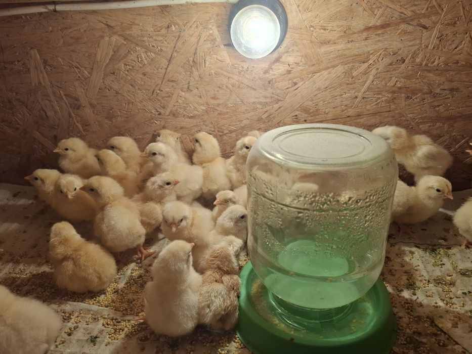 Цыплята домашние