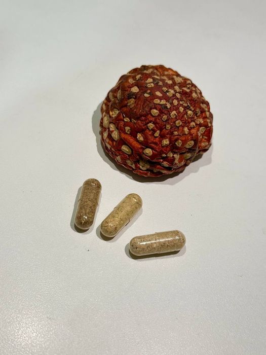 Ежовик гребенчатый